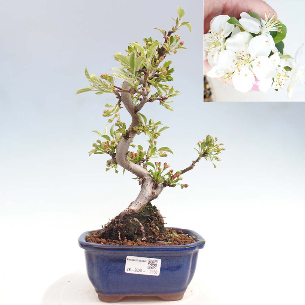 Bonsai voor buiten - Malus sargentii - Appelboom met kleine vruchten