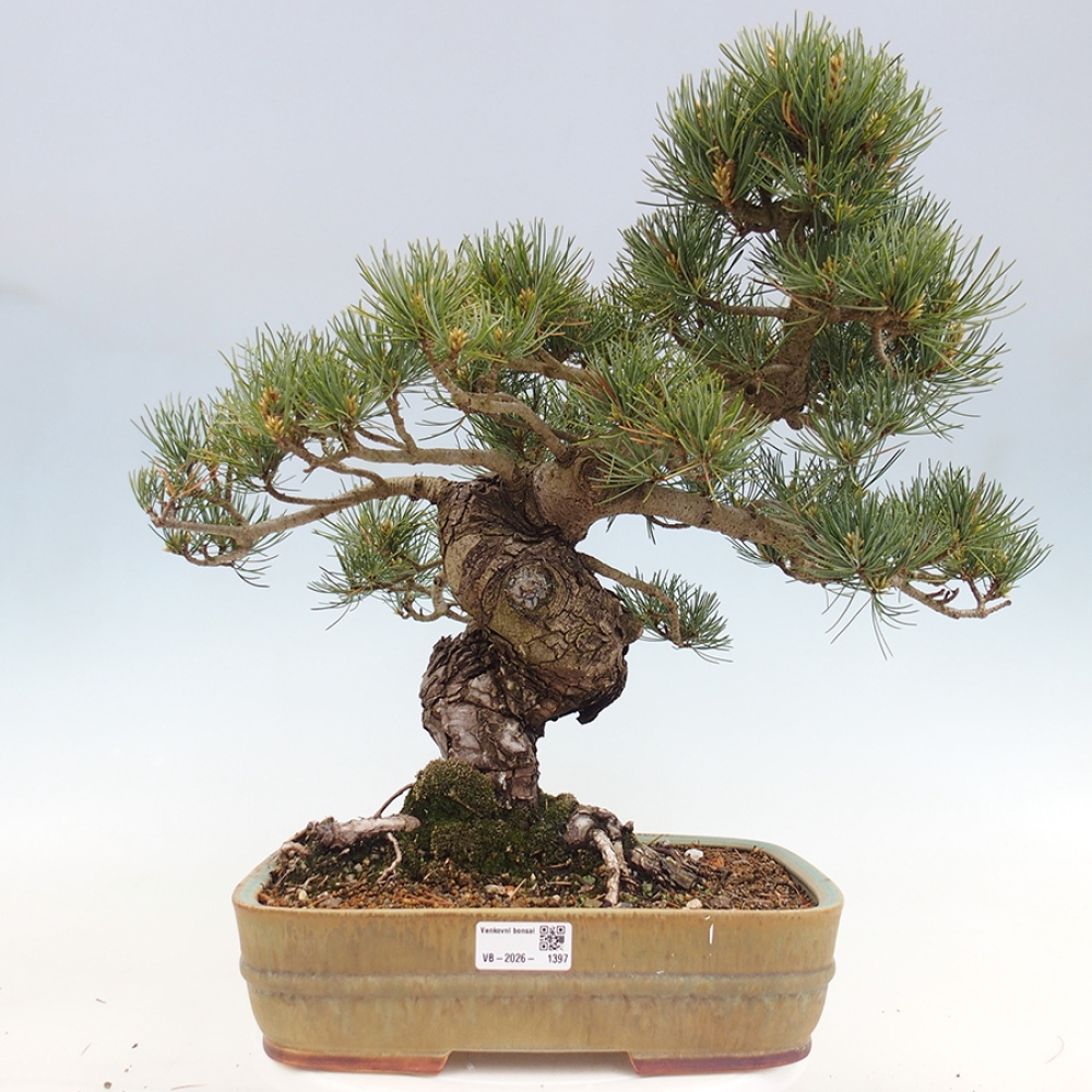 Bonsai voor buiten - Pinus parviflora - Pinus parviflora