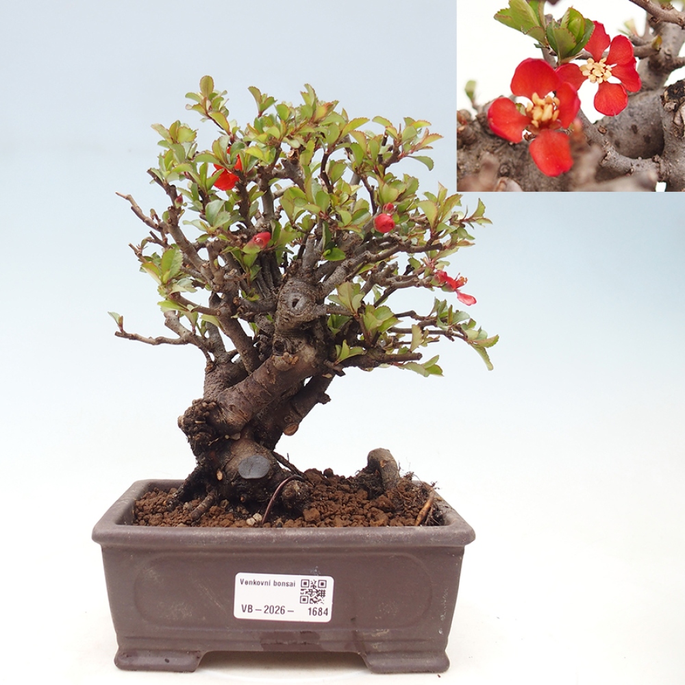 Bonsai voor buiten - Chaneomeles speciosa - Kweepeer