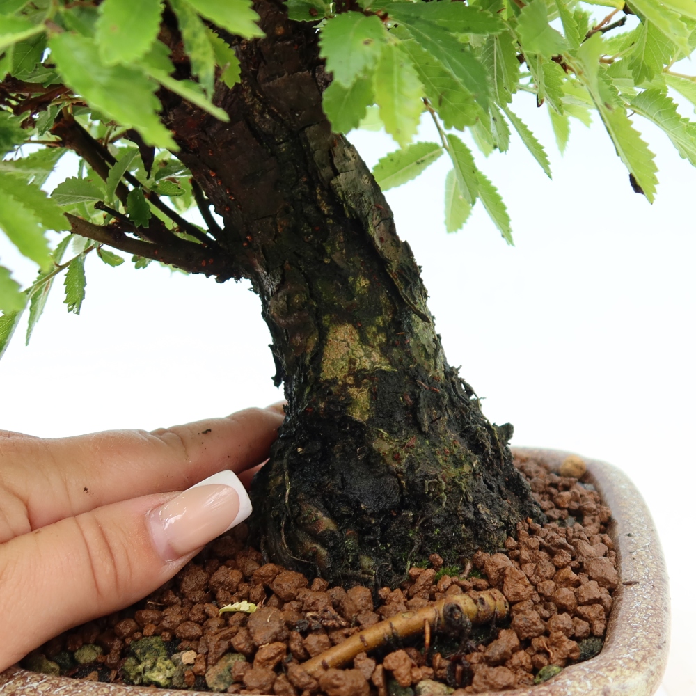Bonsai voor buiten - Zelkova - Zelkova NIRE