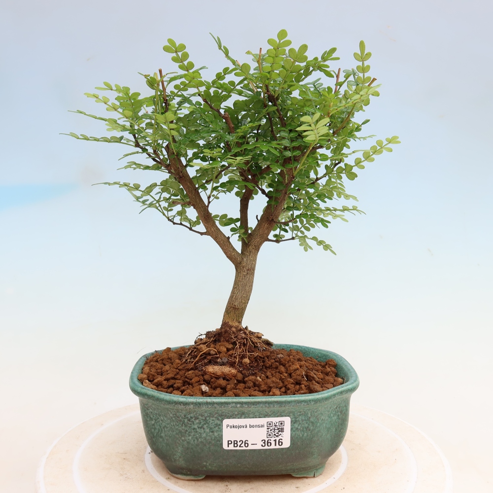 Kamerbonsai - Zantoxylum piperitum - peperboom
