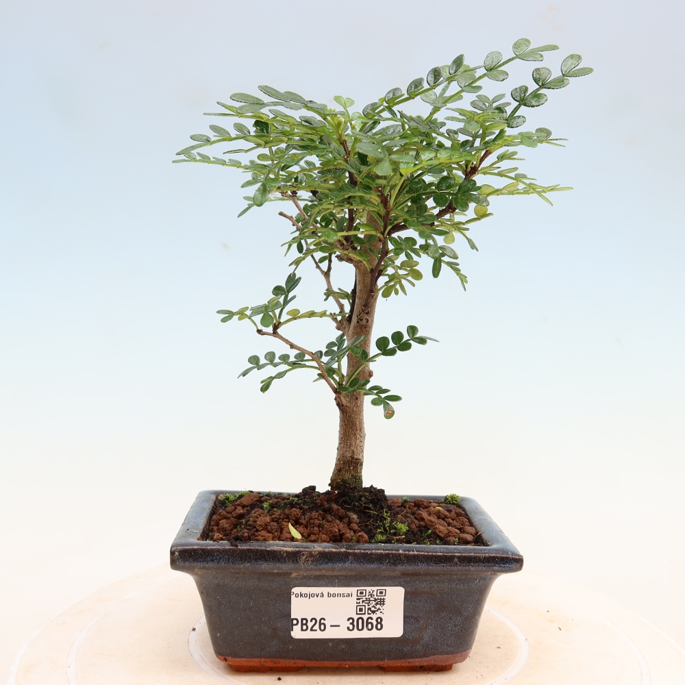 Kamerbonsai - Zantoxylum piperitum - peperboom
