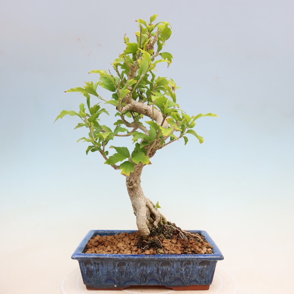 Bonsai voor buiten - Hibiscus syriacus - Syrische hibiscus