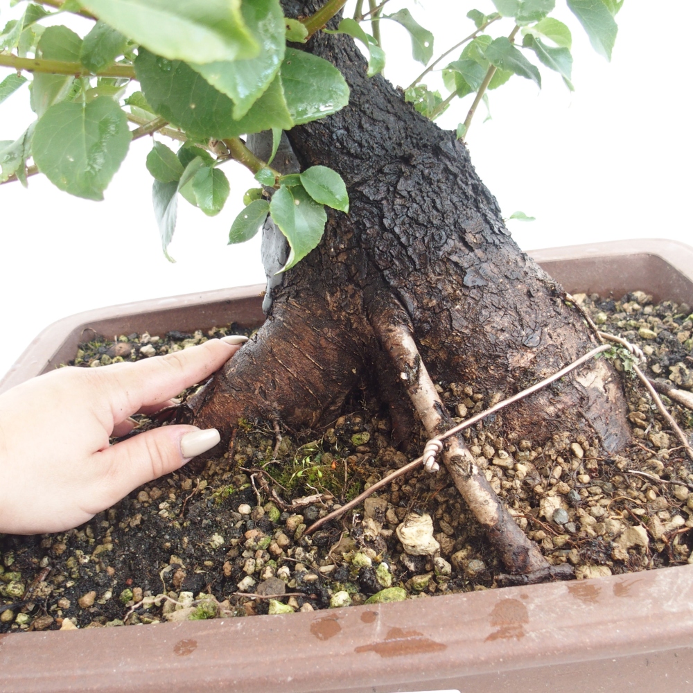 Bonsai voor buiten - Mahalebka - Prunus mahaleb
