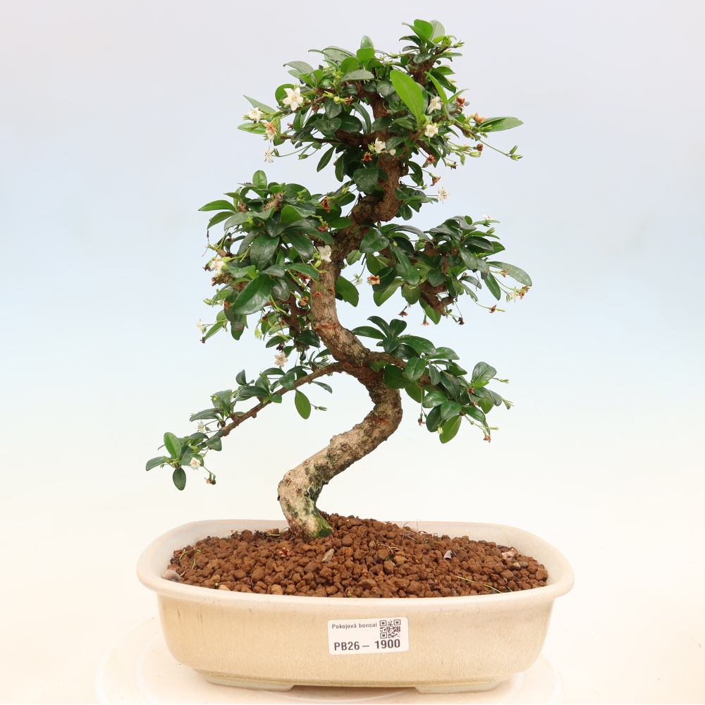 Kamerbonsai - Carmona macrophylla - Thee fuki