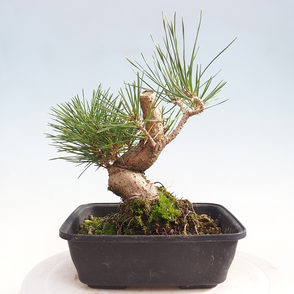 Bonsai voor buiten - Pinus thunbergii - Thunberg den