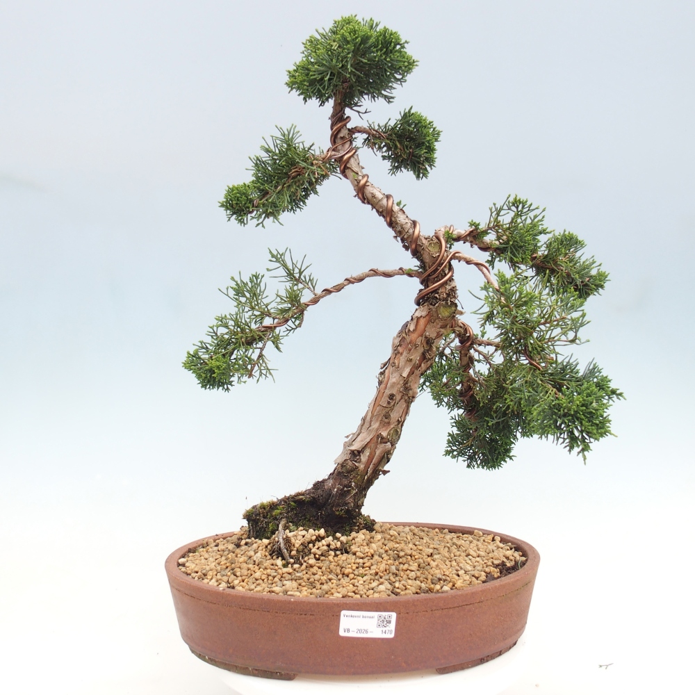 Bonsai voor buiten - Juniperus chinensis Kishu