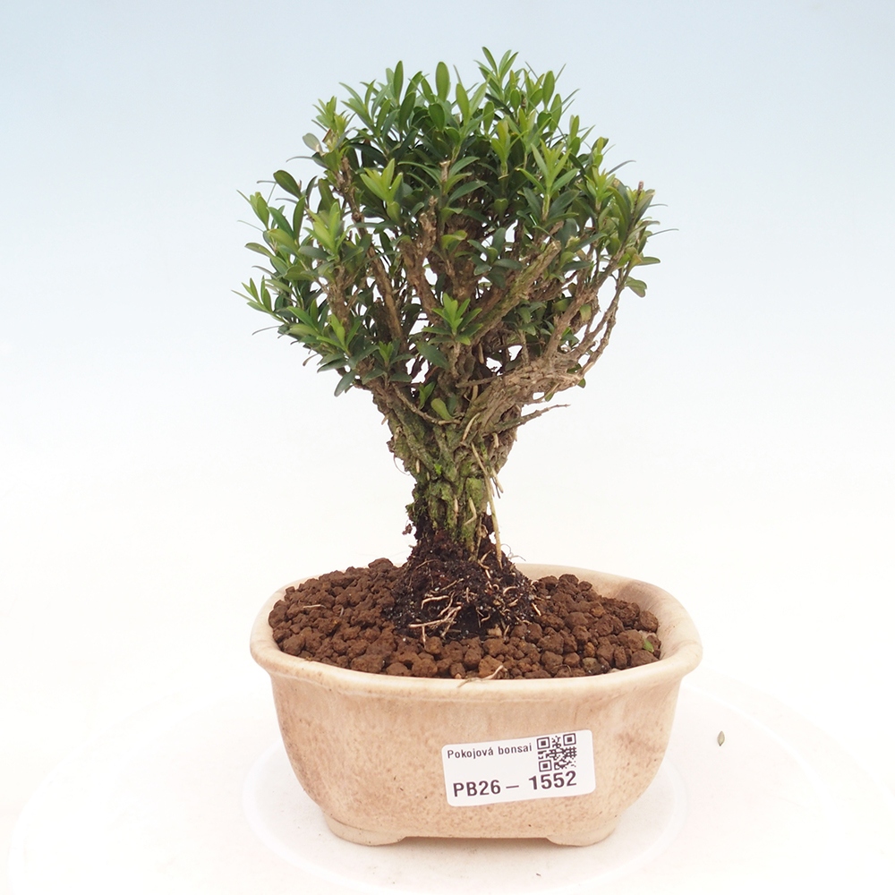Kamerbonsai - Buxus harlandii - kurk buxus
