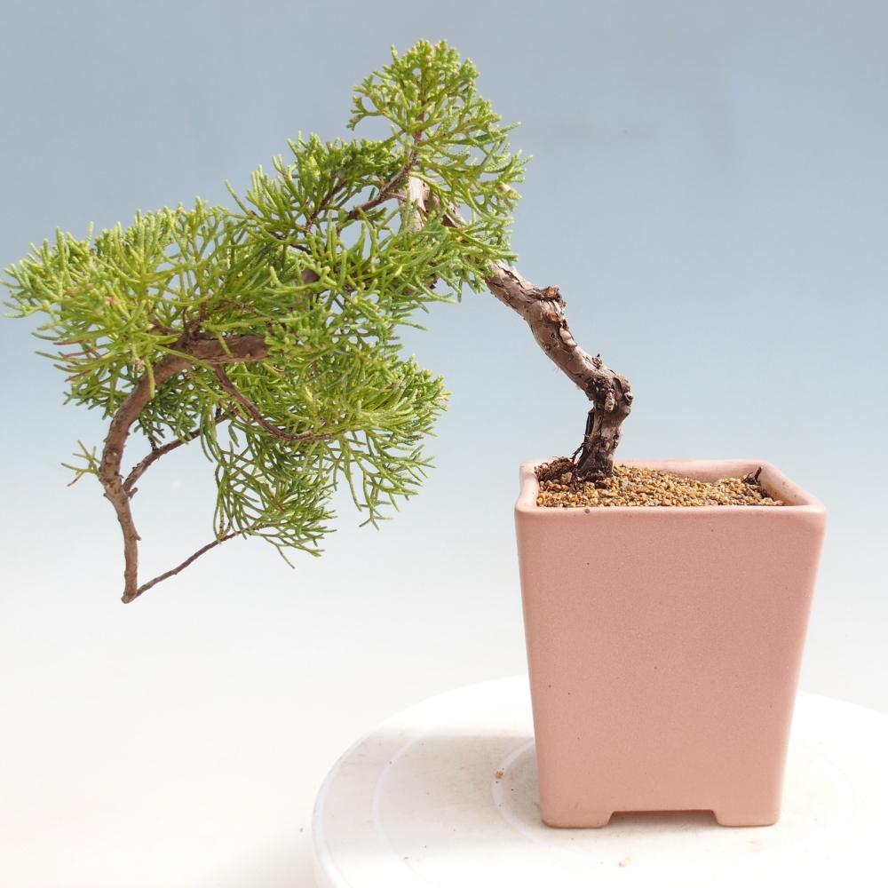 Bonsai voor buiten - Juniperus chinensis Kishu