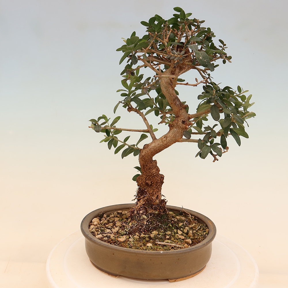 Bonsai voor binnen - Olea europaea sylvestris
