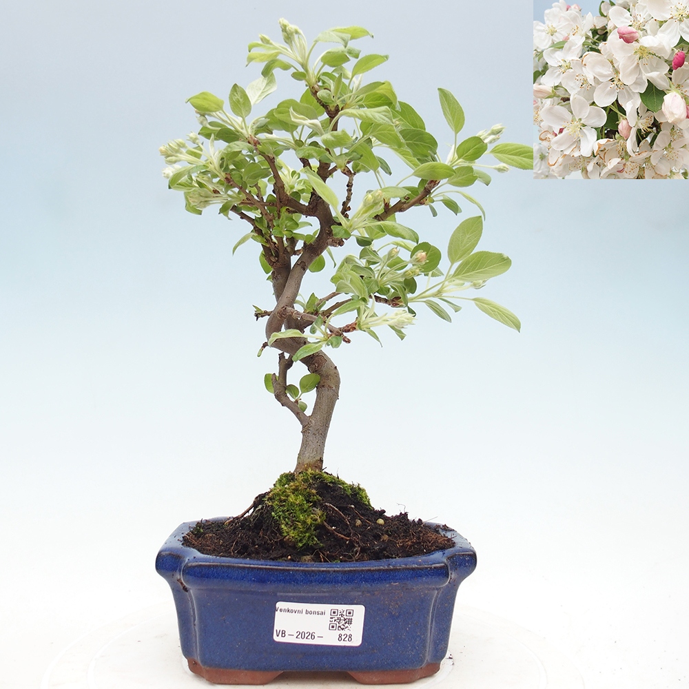 Bonsai voor buiten -Malus halliana - Appelboom met kleine vruchten