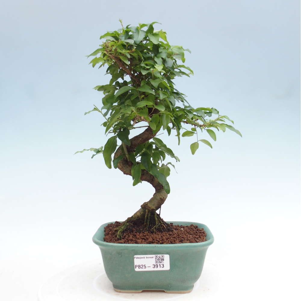 Kamerbonsai -Ligustrum chinensis - Vogelsnavel