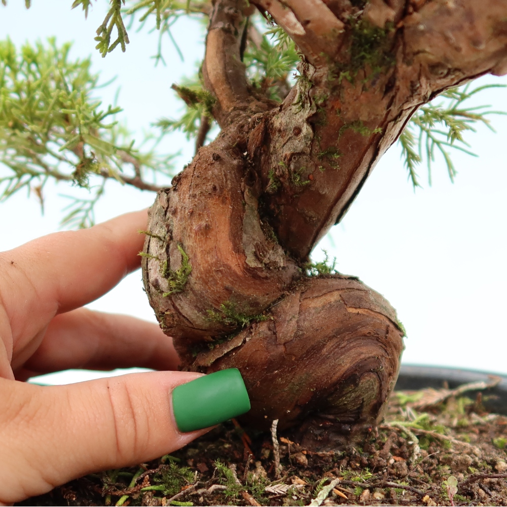 Bonsai voor buiten - Juniperus chinensis Itoigawa-Juniperus chinensis