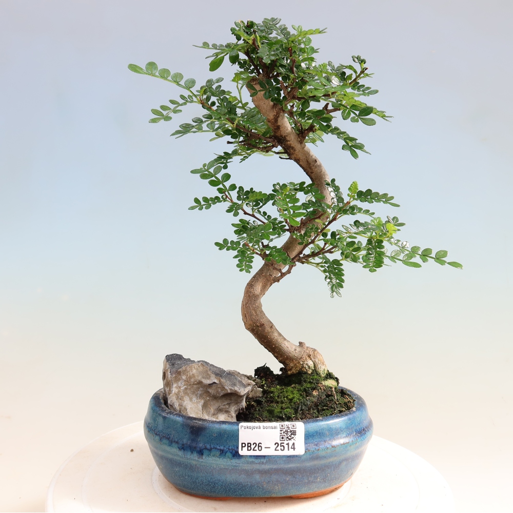 Kamerbonsai - Zantoxylum piperitum - peperboom