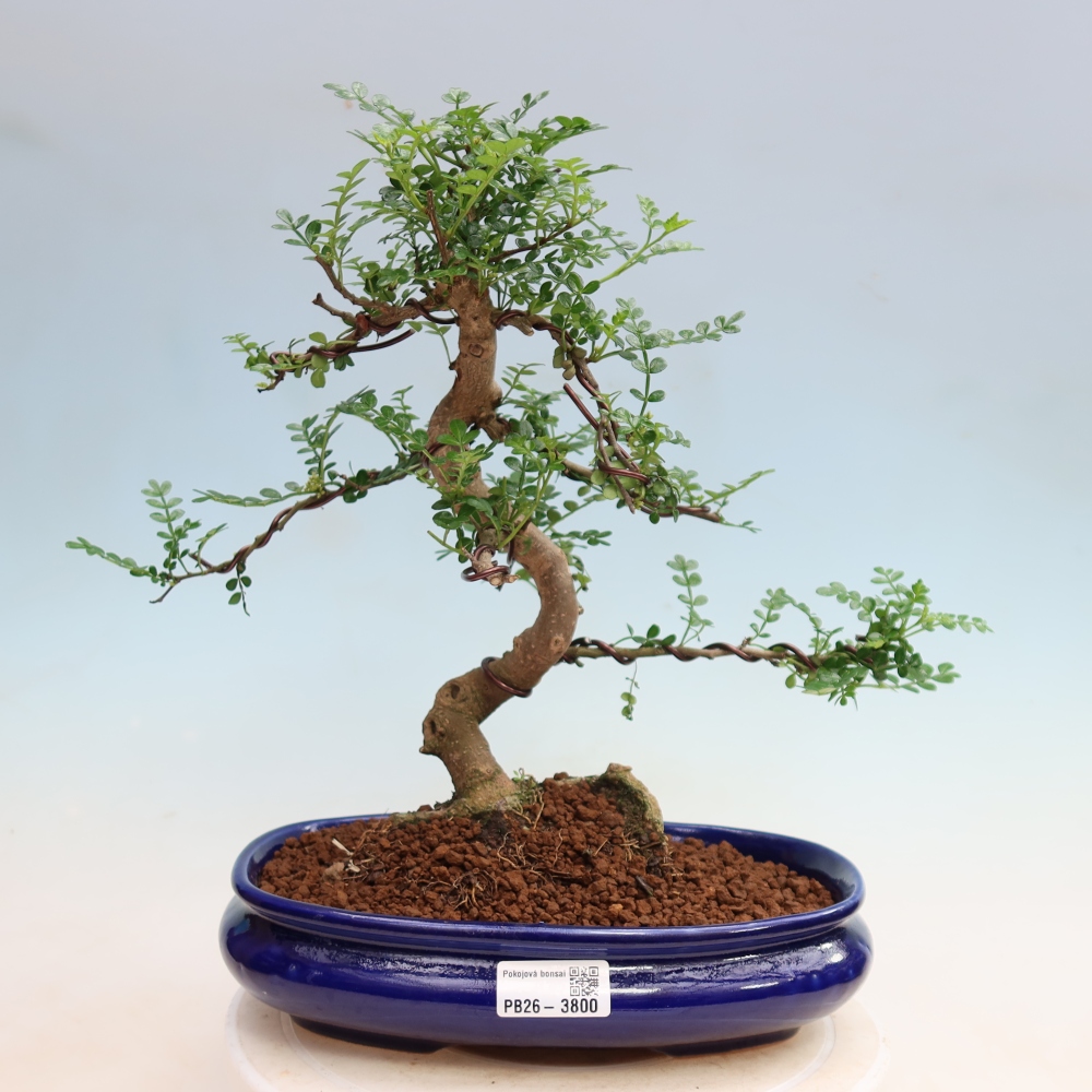 Kamerbonsai - Zantoxylum piperitum - peperboom
