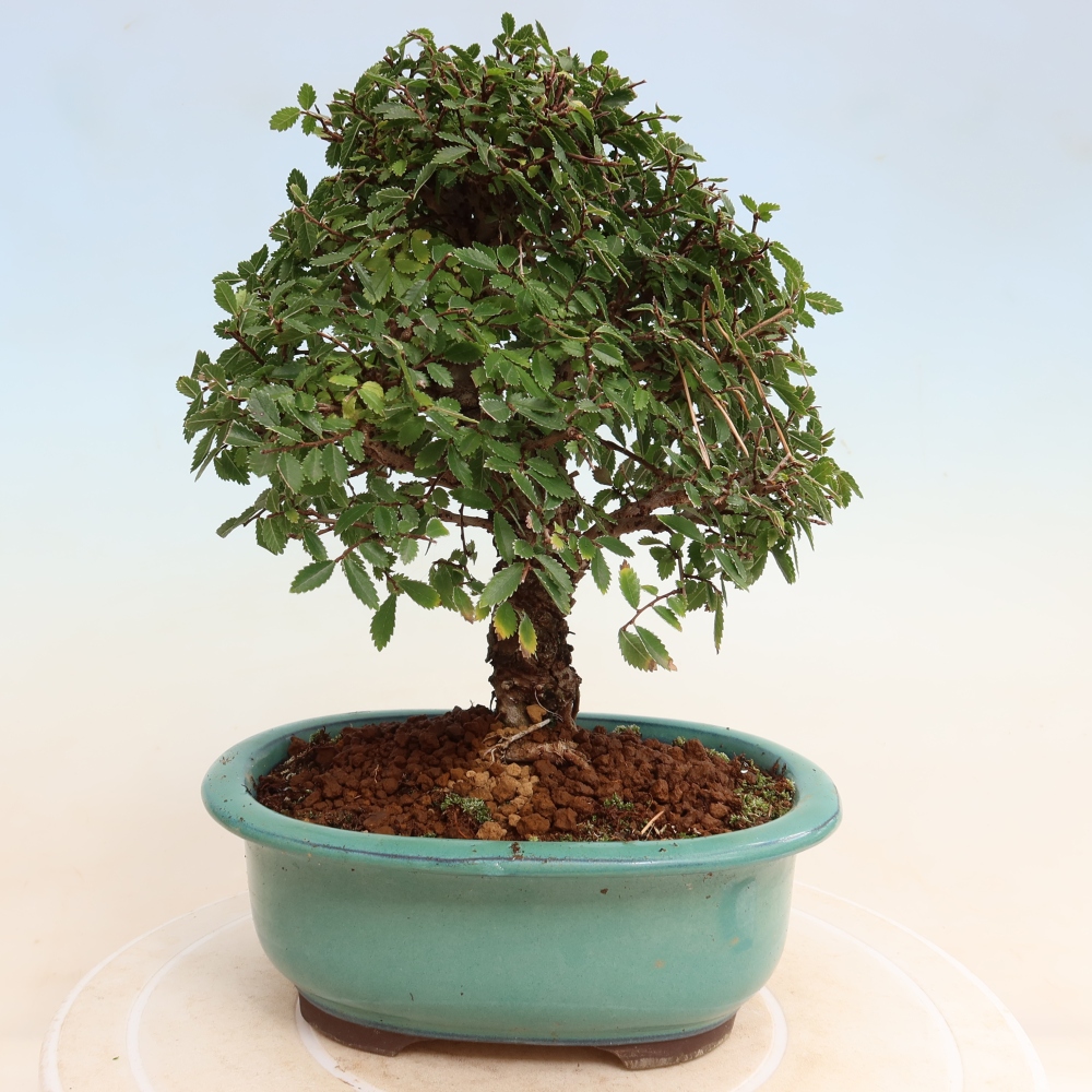 Bonsai voor buiten - Zelkova - Zelkova NIRE