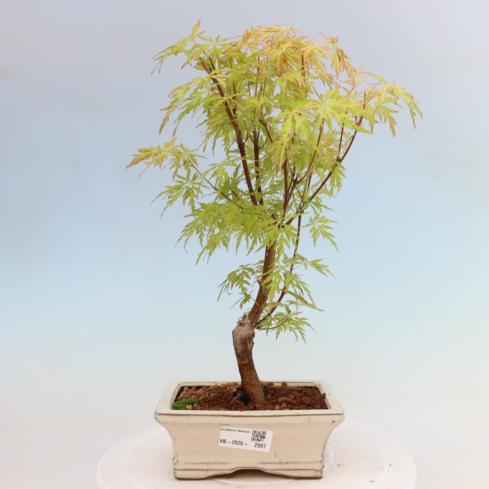 Bonsai voor buiten - Acer palmatum Dissectum
