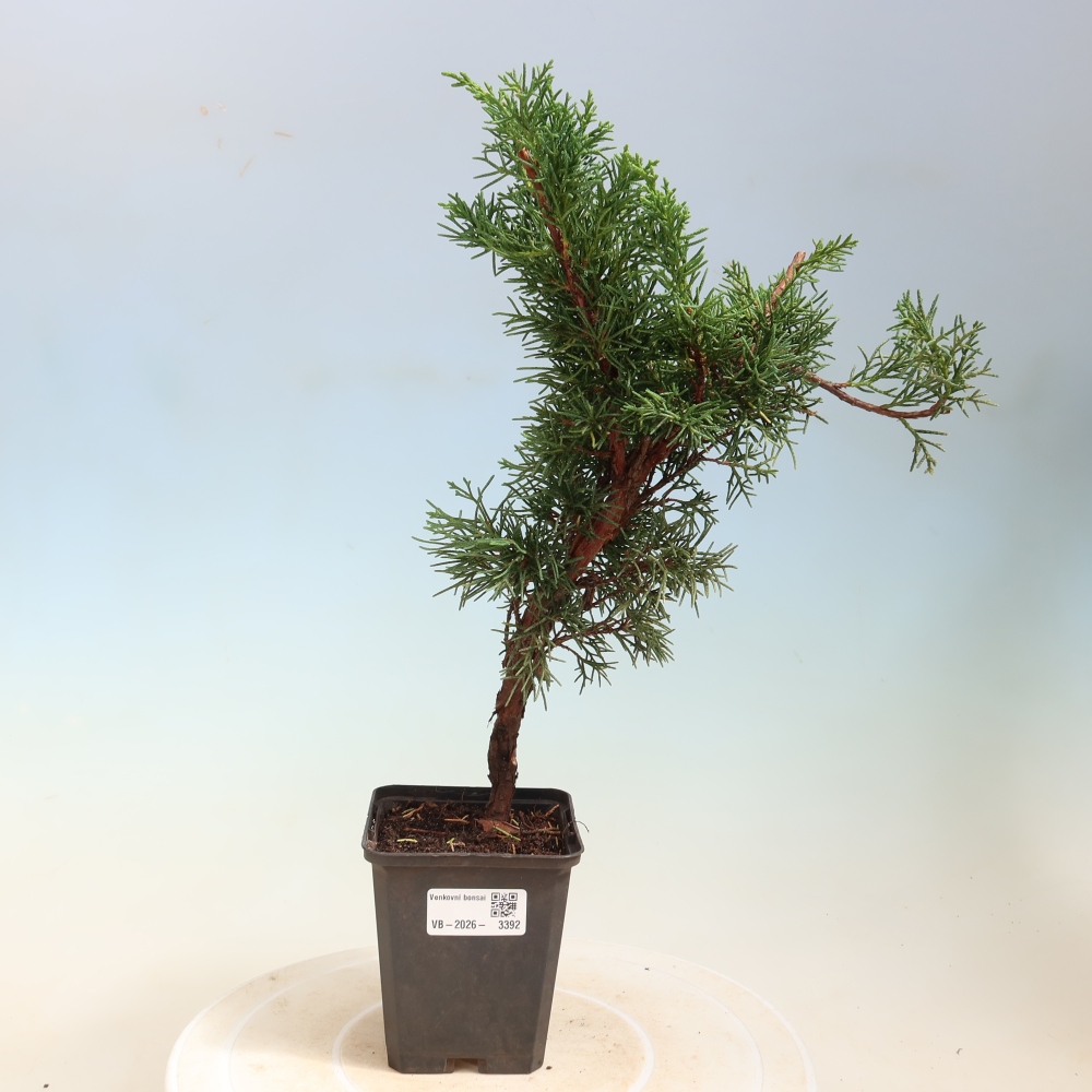 Bonsai voor buiten - Juniperus chinensis Kishu