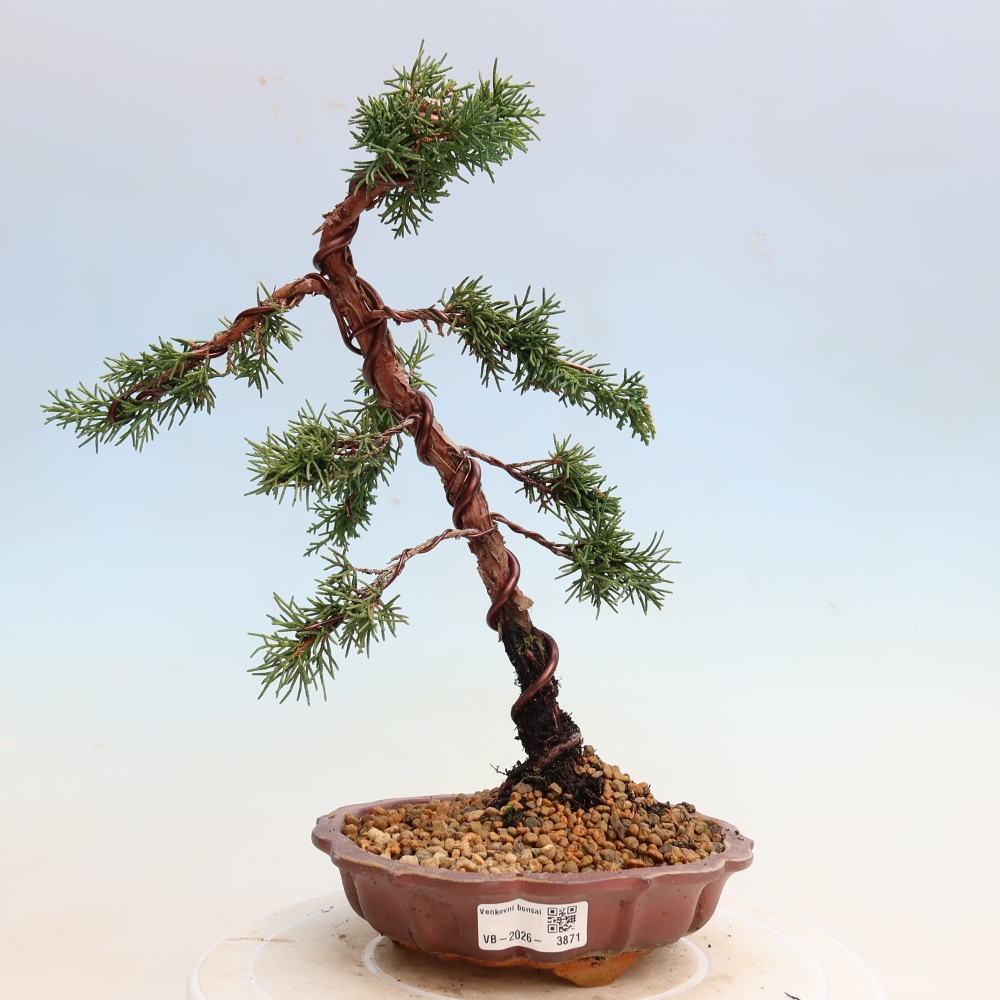 Bonsai voor buiten - Juniperus chinensis Kishu