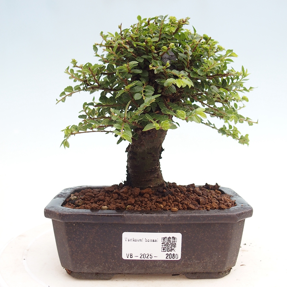 Bonsai voor buiten - Ulmus parvifolia Hokkaido - Chinese iep