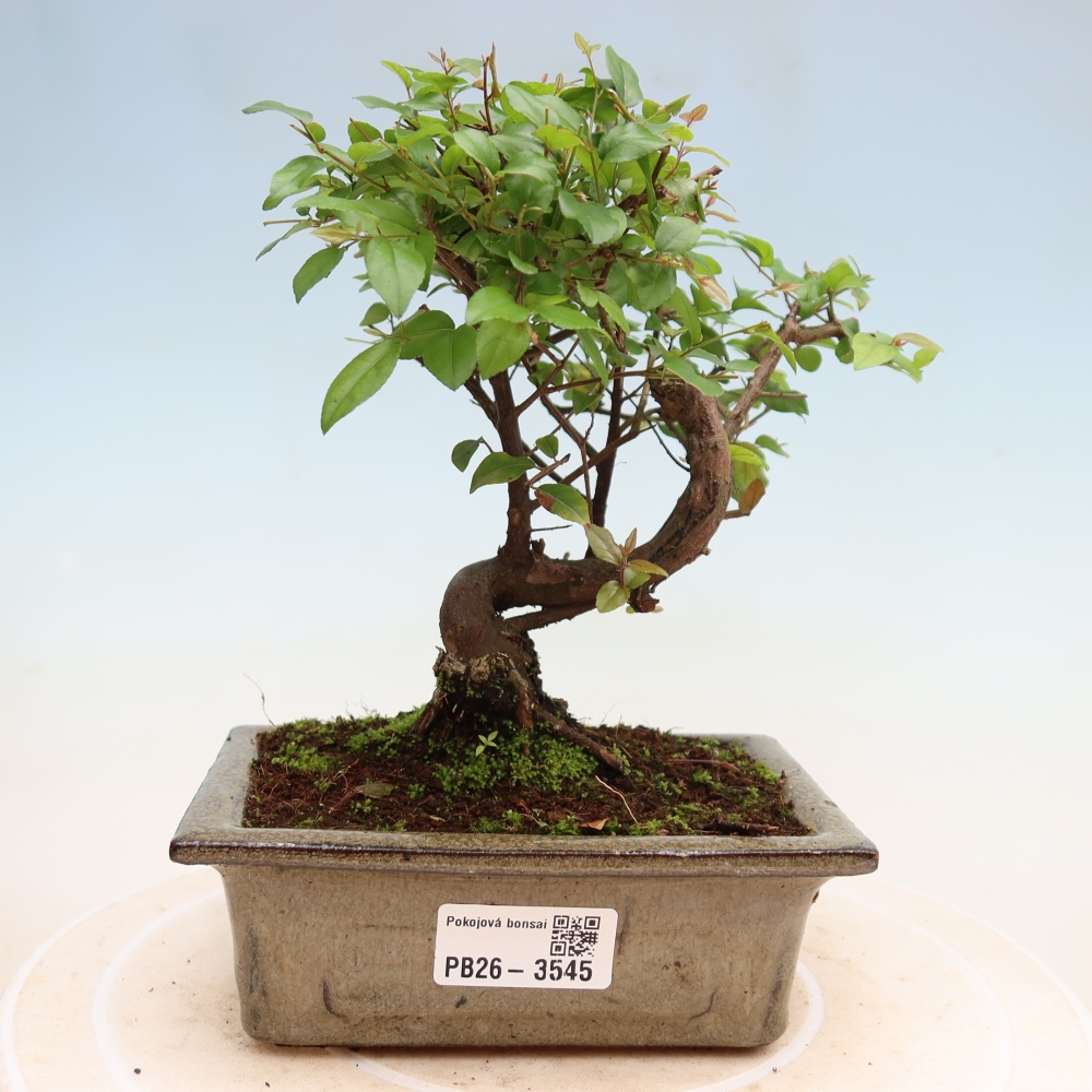 Kamerbonsai - Sageretia thea - Sageretia thea