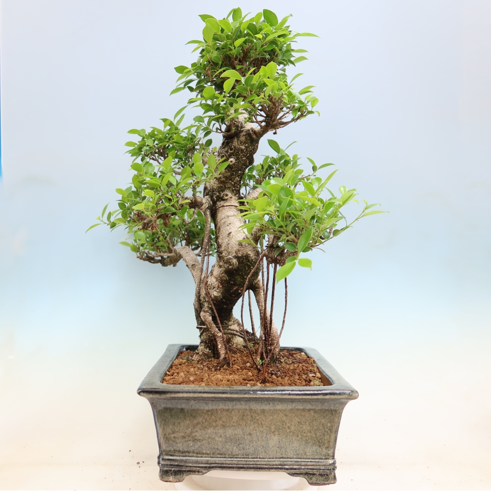 Kamerbonsai - Ficus kimmen - kleinbladige ficus