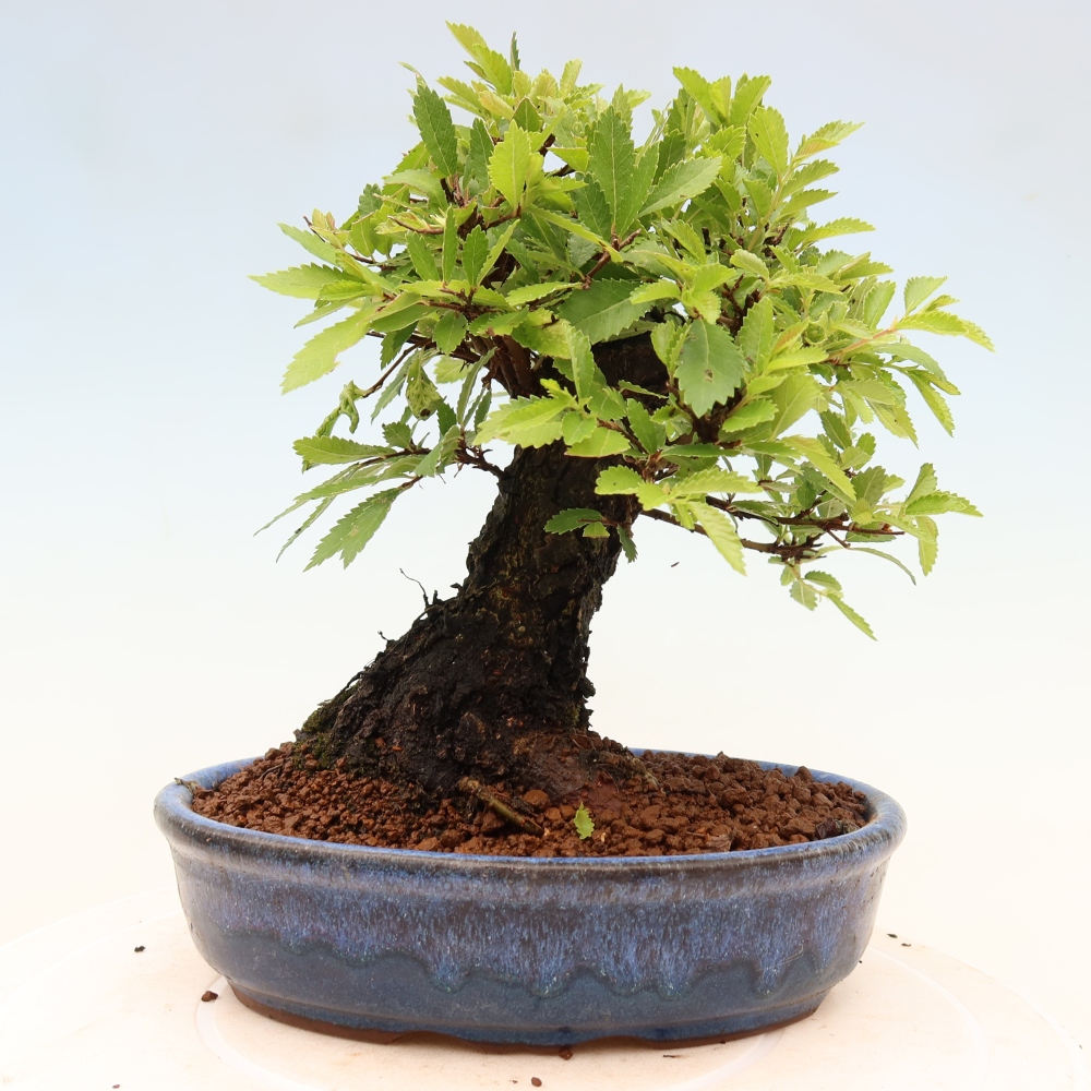 Bonsai voor buiten - Zelkova - Zelkova NIRE