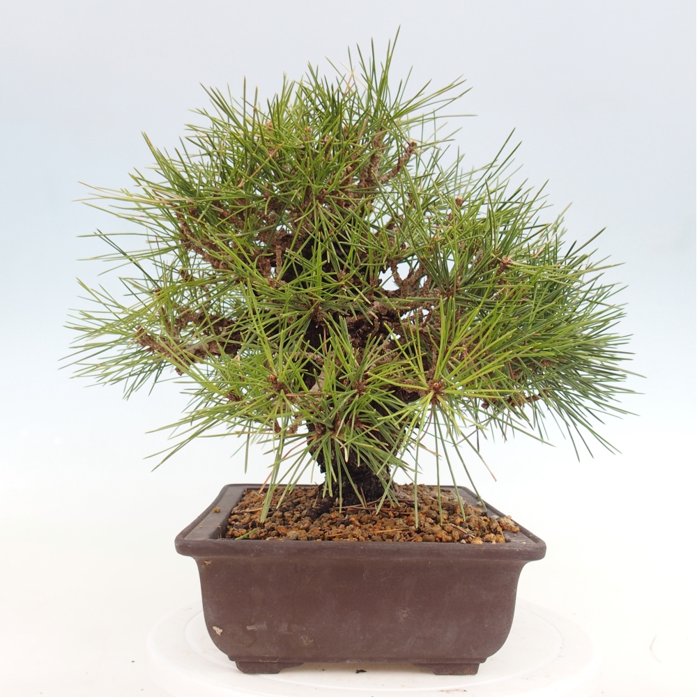 Bonsai voor buiten - Pinus thunbergii - Thunberg den