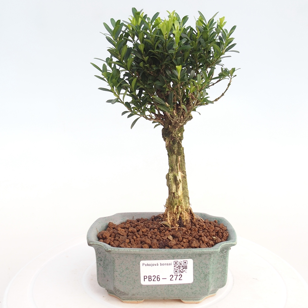 Kamerbonsai - Buxus harlandii - kurk buxus