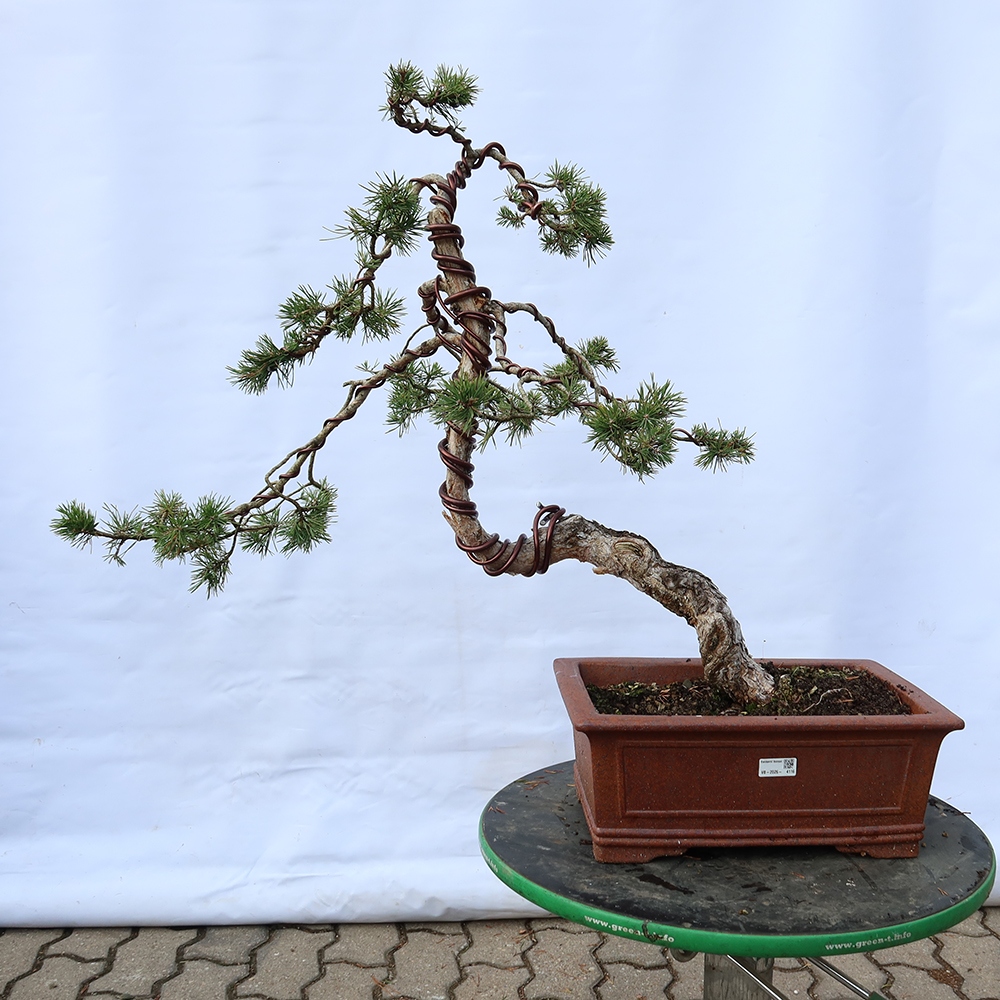 Pinus sylvestris Spanje - grove den