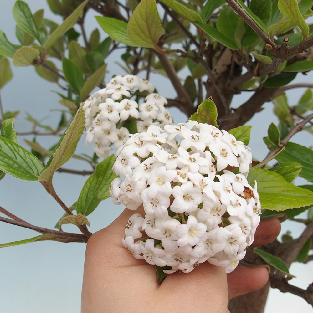 Bonsai voor buiten - Kalina Bodnanská - Viburum carlesii hemsi