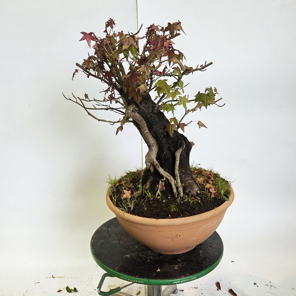 Bonsai voor buiten - Ambrosia - Liquidambar styraciflua