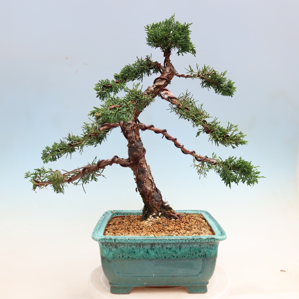 Bonsai voor buiten - Juniperus chinensis Kishu