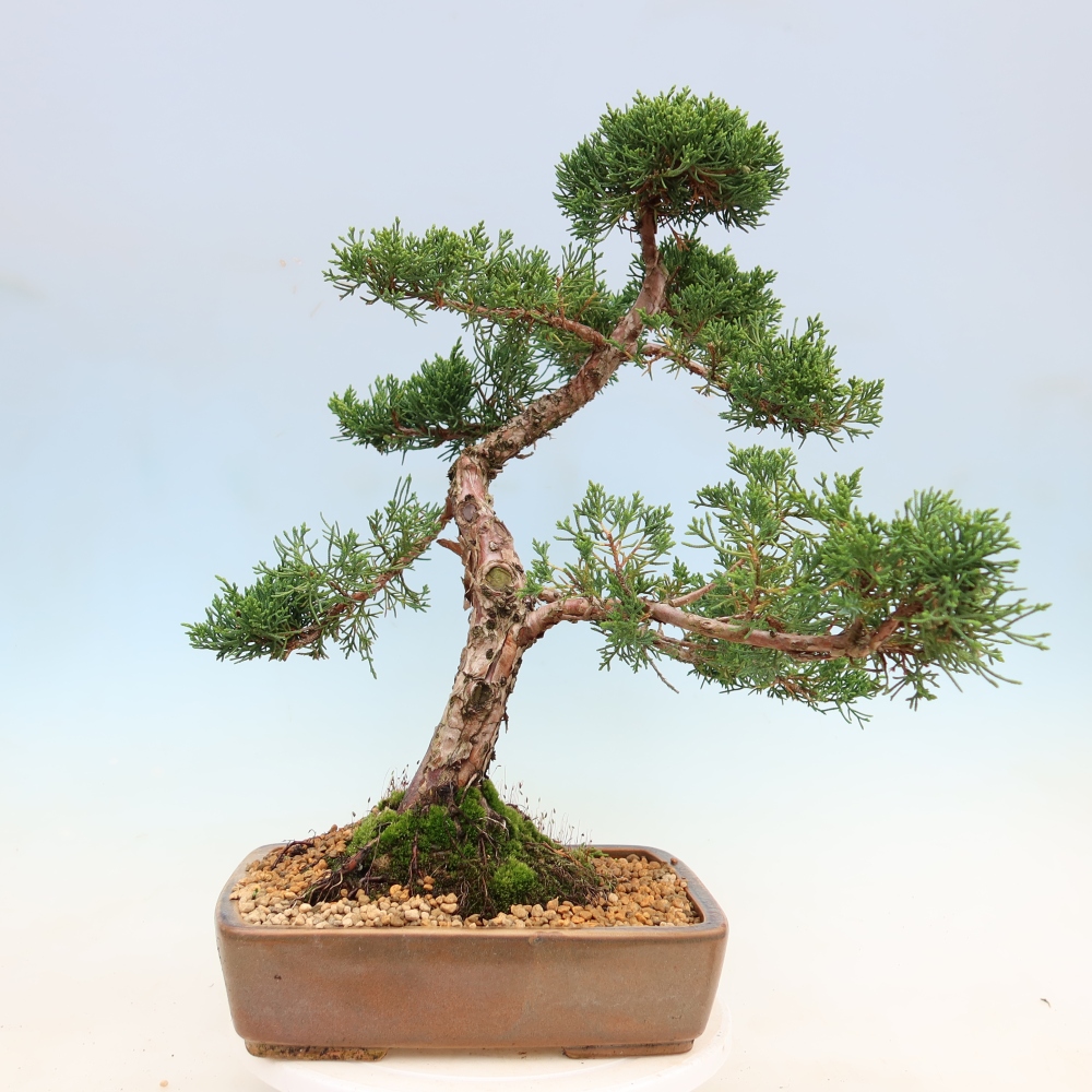 Bonsai voor buiten - Juniperus chinensis Kishu
