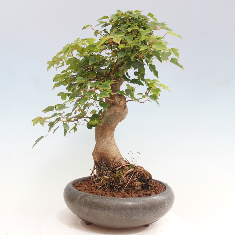 Bonsai voor buiten - Acer Buergerianum - Burgeresdoorn