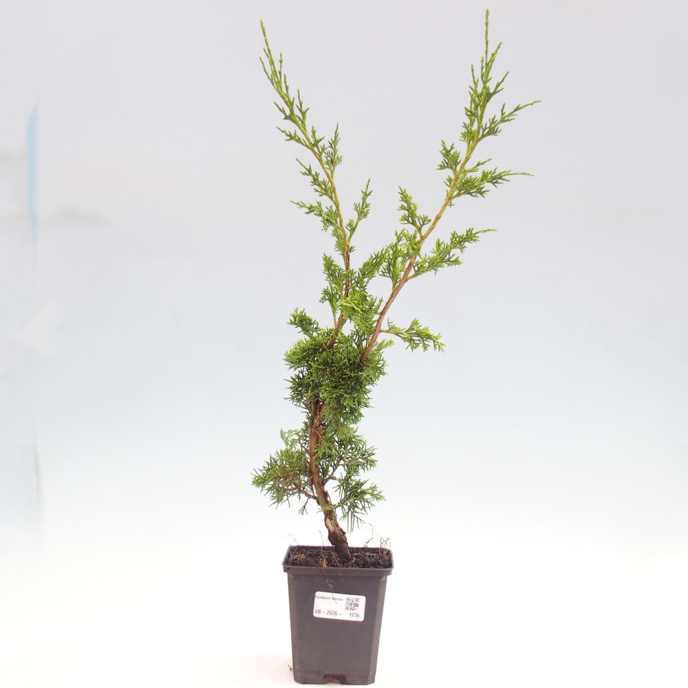 Bonsai voor buiten - Juniperus chinensis Itoigawa