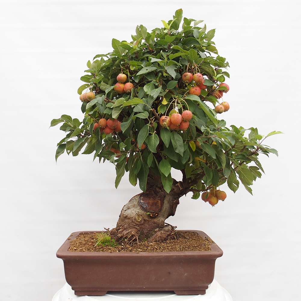 Bonsai voor buiten -Malus halliana - Appelboom met kleine vruchten