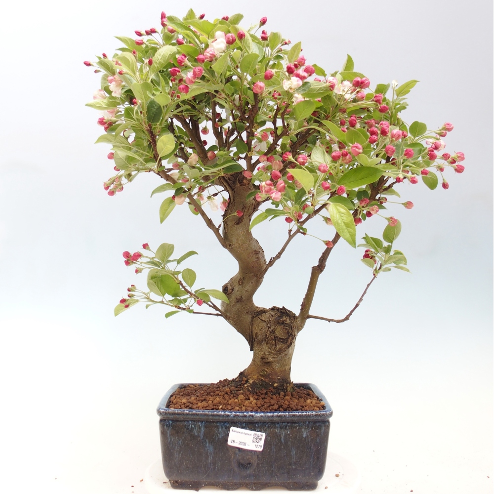 Bonsai voor buiten -Malus halliana - Appelboom met kleine vruchten