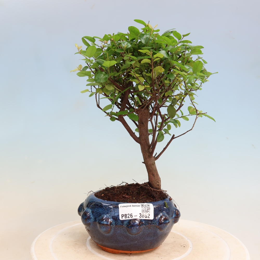 Kamerbonsai - Sageretia thea - Sageretia thea