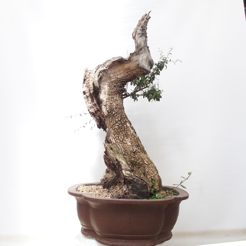 Bonsai voor binnen - Olea europaea sylvestris