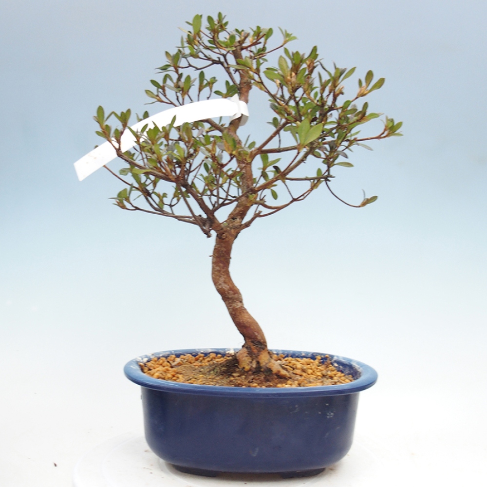 Bonsai voor buiten - Japanse Azalea - Azalea Mio