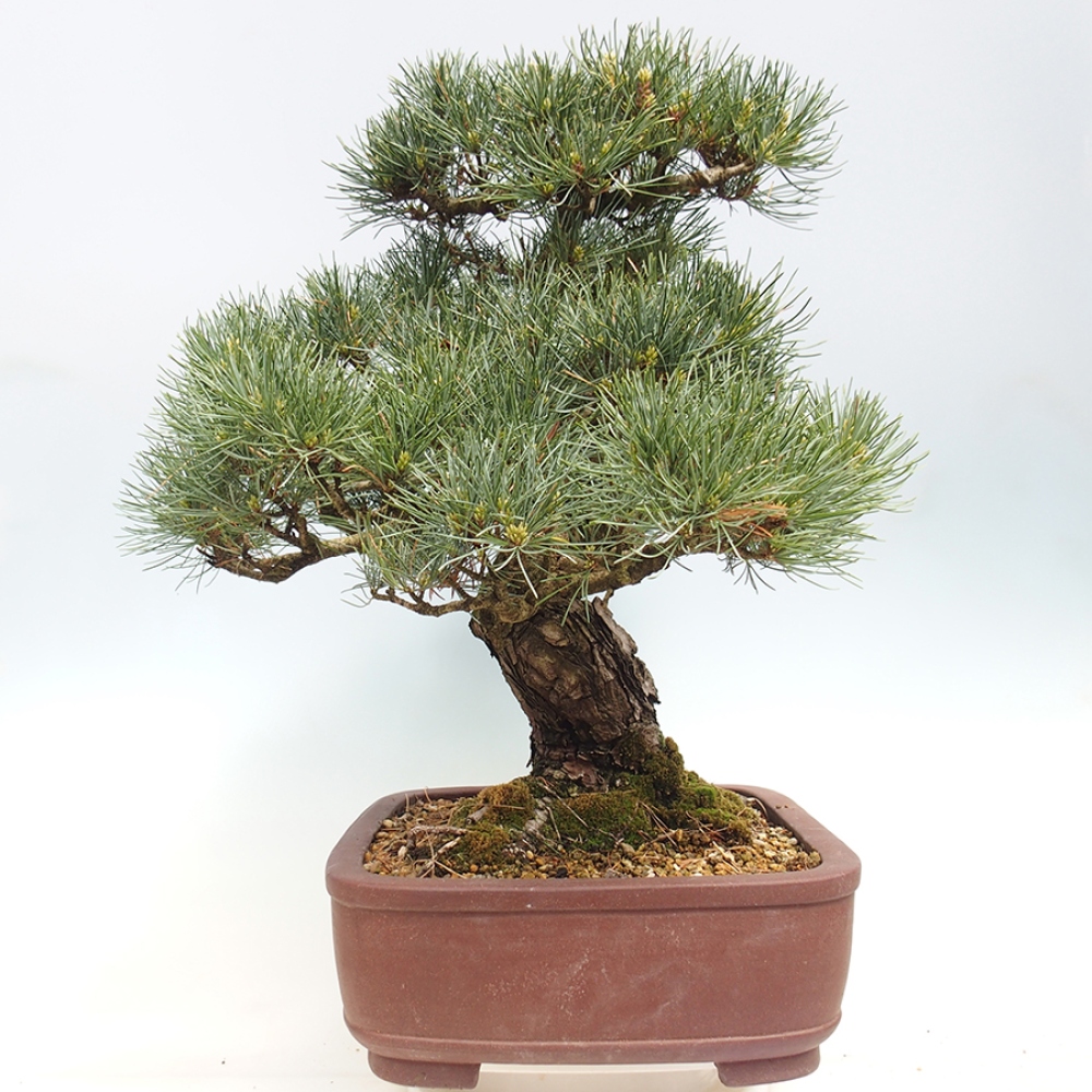 Bonsai voor buiten - Pinus parviflora - Pinus parviflora