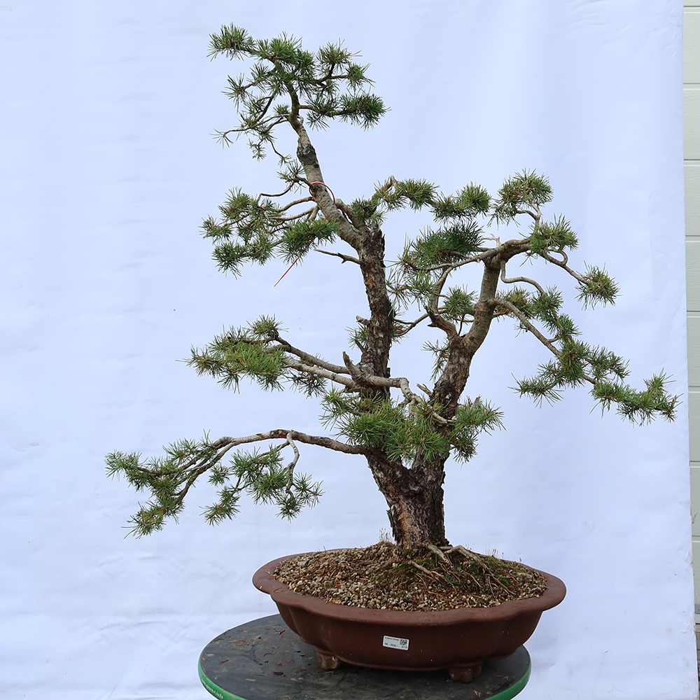 Pinus sylvestris Spanje - grove den