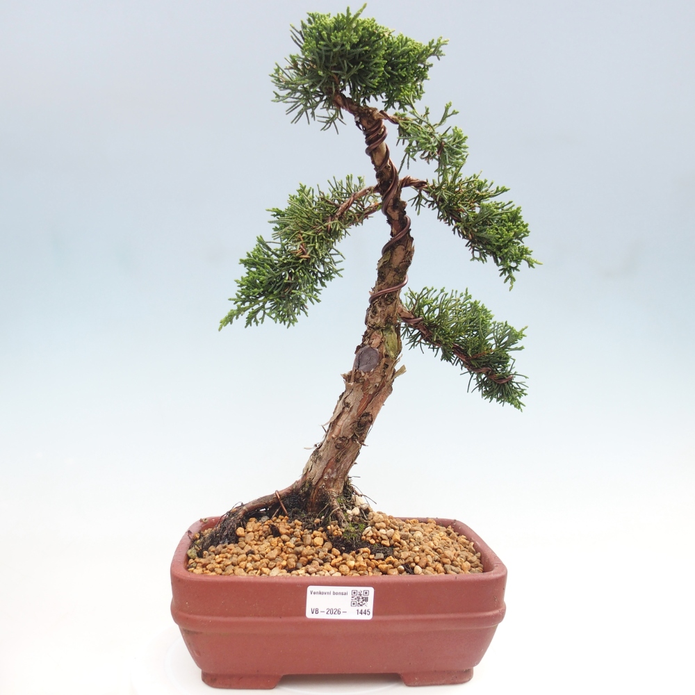 Bonsai voor buiten - Juniperus chinensis Kishu