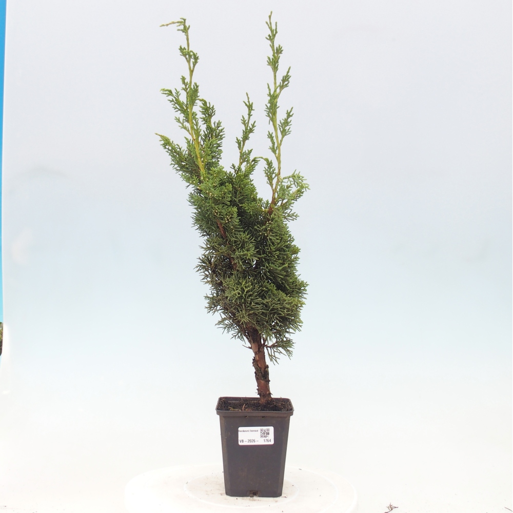 Bonsai voor buiten - Juniperus chinensis Kishu