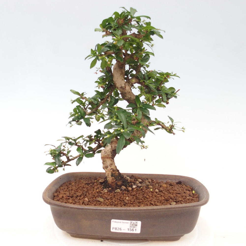 Kamerbonsai - Carmona macrophylla - Thee fuki