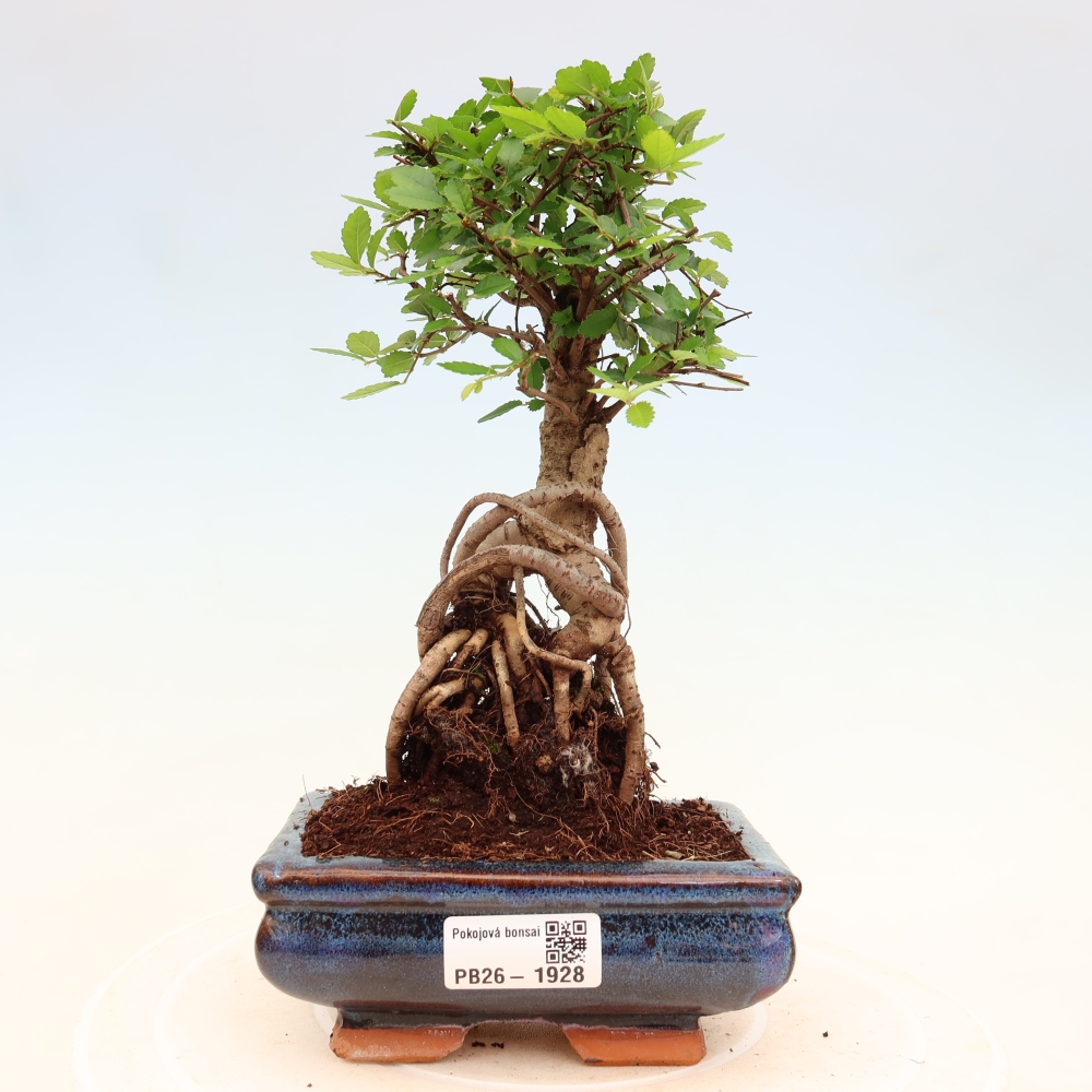 Kamerbonsai - Ulmus parvifolia - Winteriep