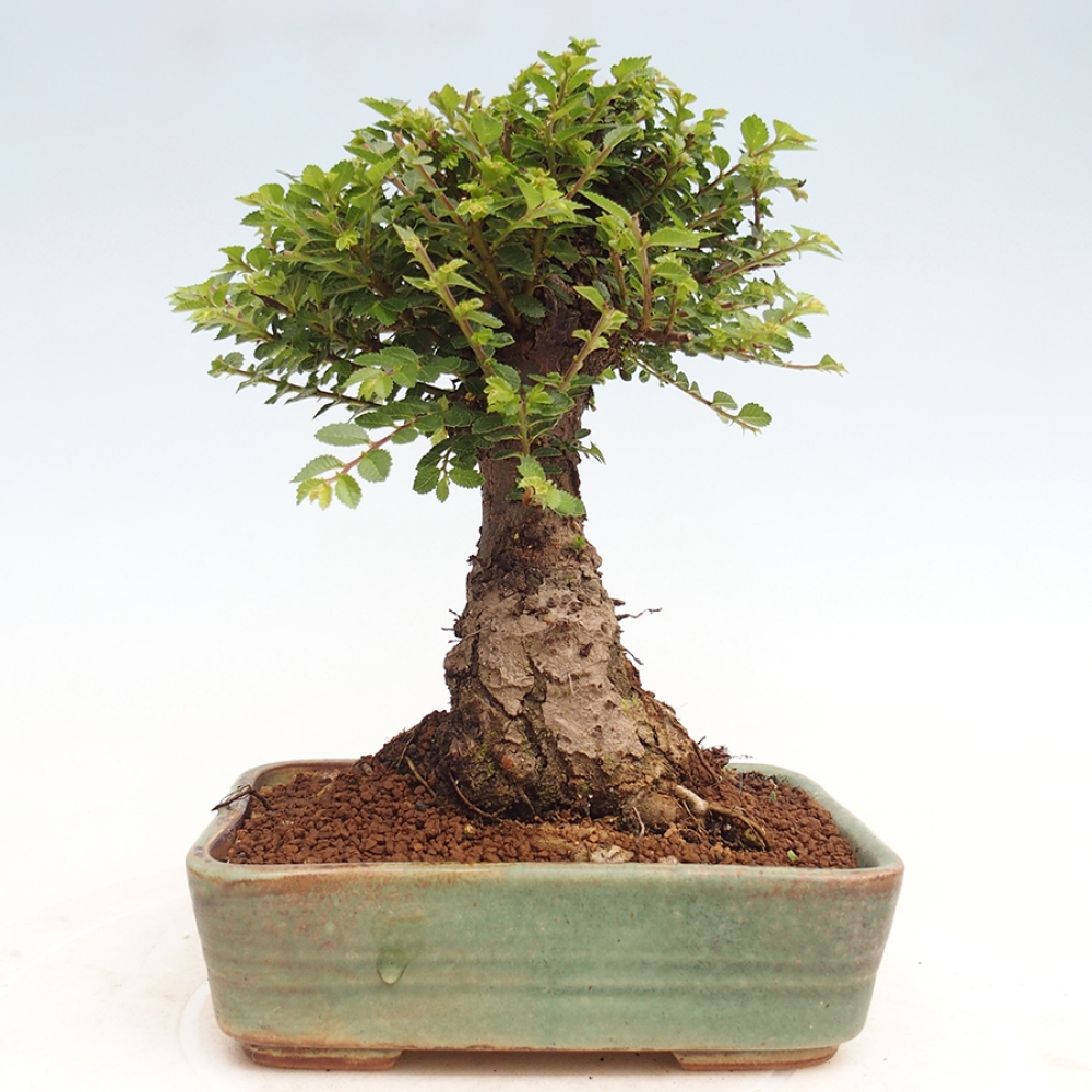 Bonsai voor buiten - Ulmus parvifolia Hokkaido - Chinese iep