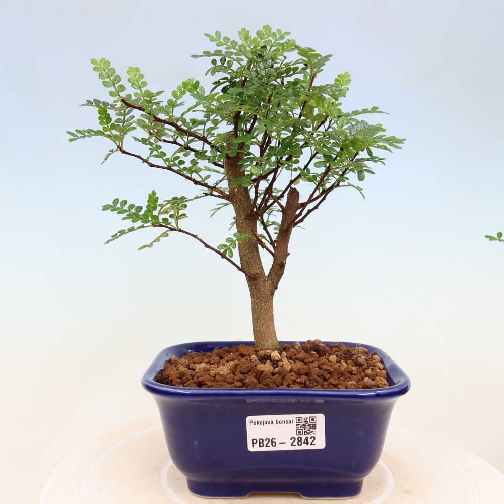 Kamerbonsai - Zantoxylum piperitum - peperboom