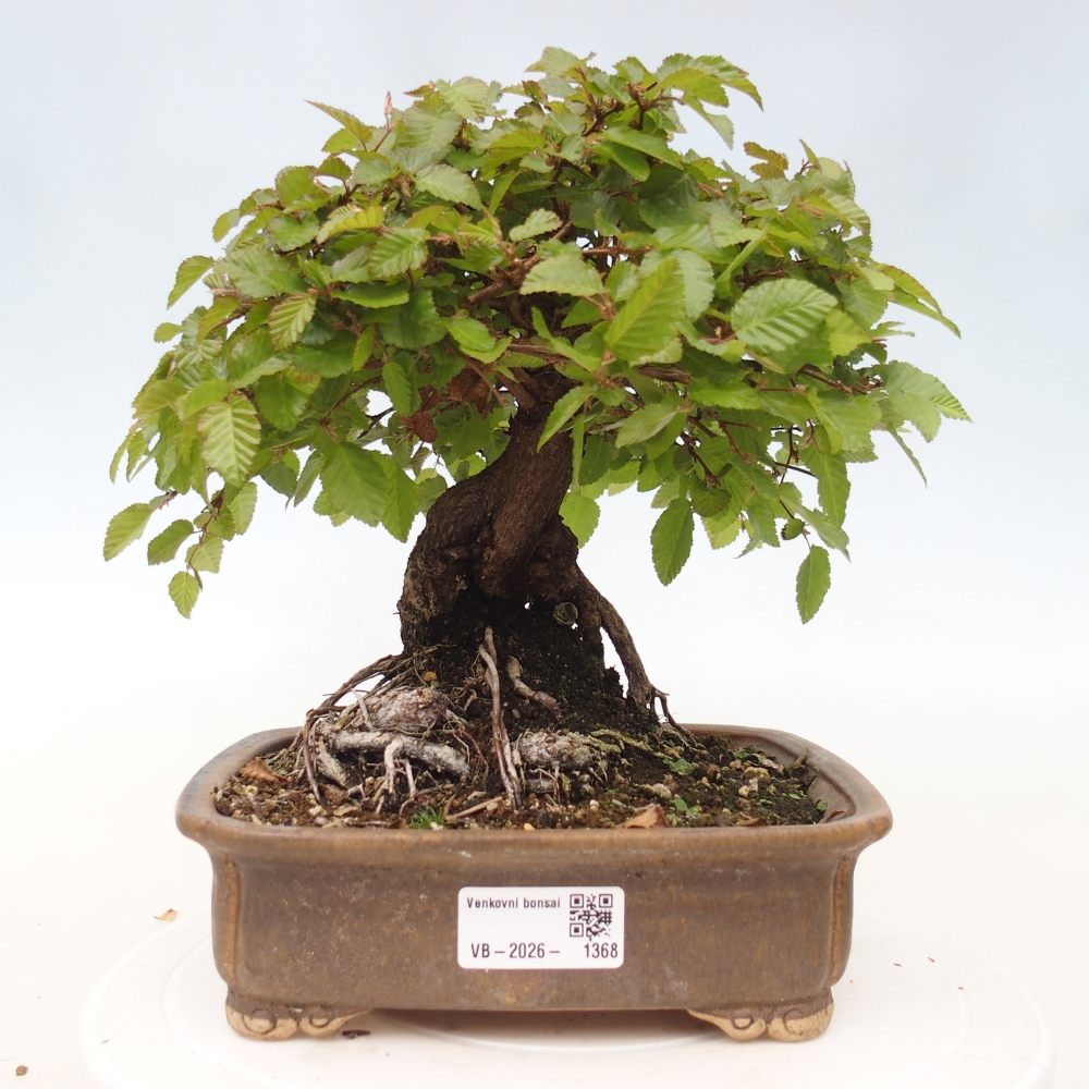 Bonsai voor buiten -Carpinus CARPINOIDES - Koreaanse haagbeuk
